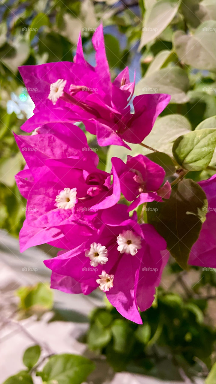 Beautiful bougainvillea flowers 