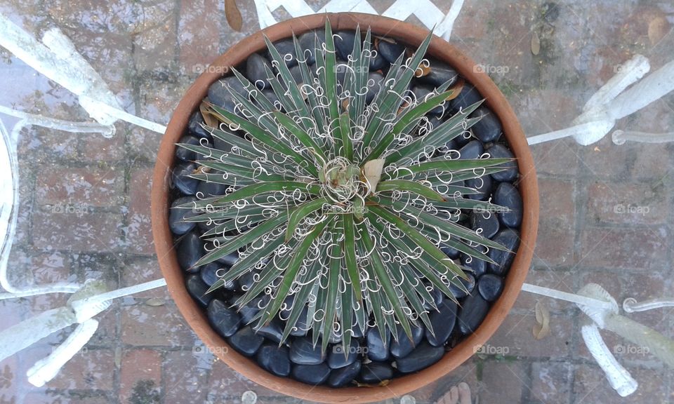 Spiny Table Accessory