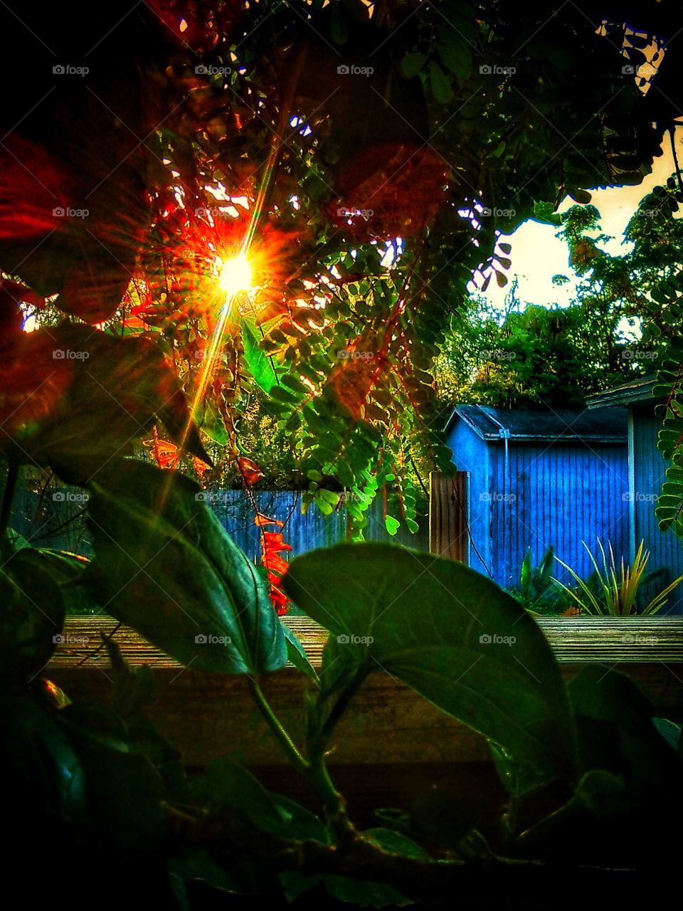 The Vivid Morning Sun Shining