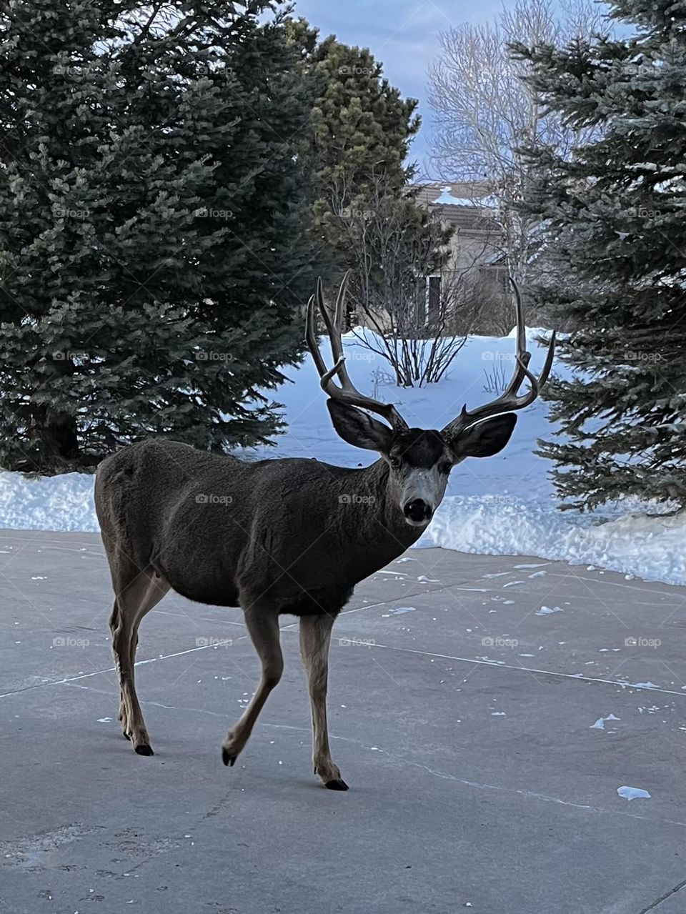 Nosy neighbor. 