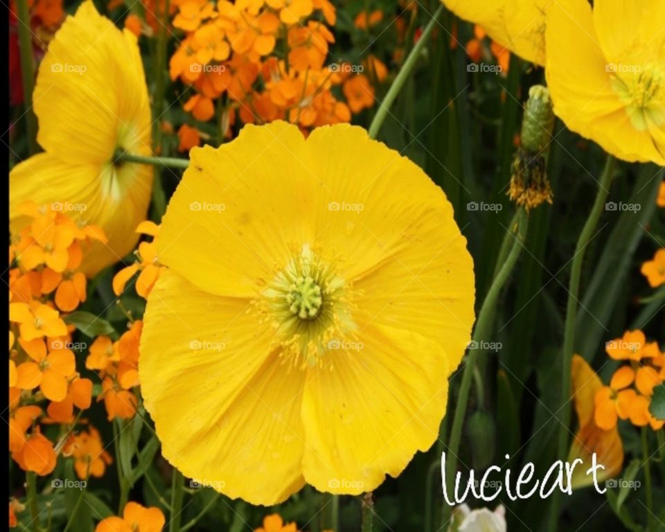 yellow flower