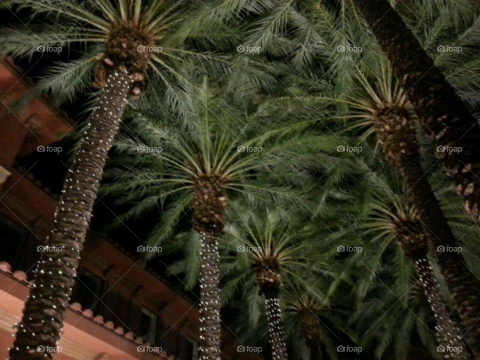 Palm trees