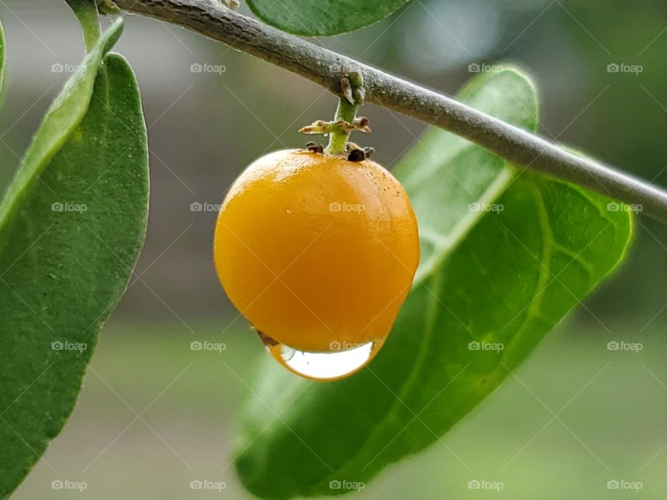 A rain drop dripping  down from a wild yellow berry.
