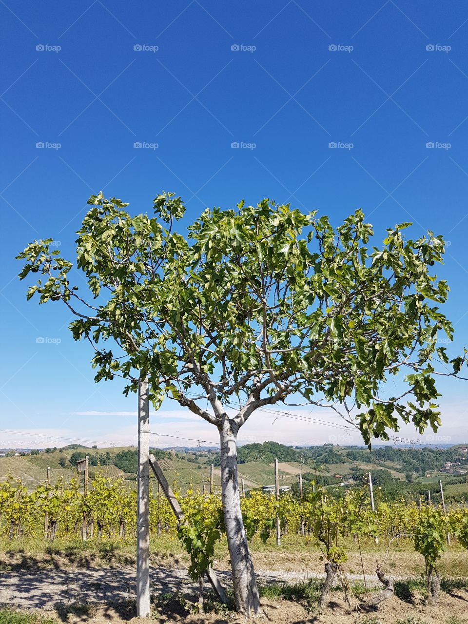 Fig tree in a vineyard