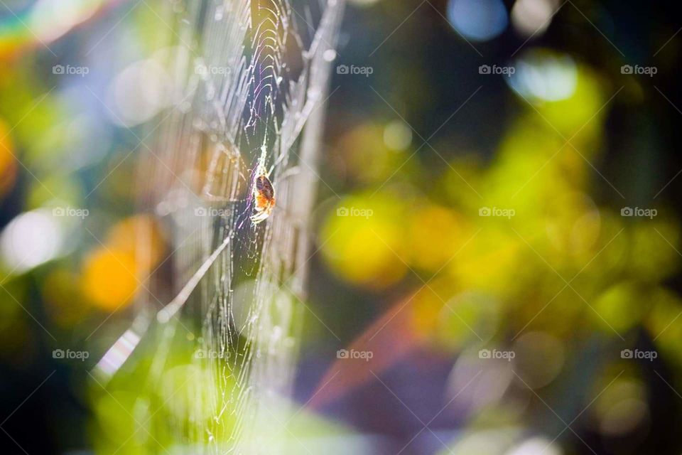 spider in a web