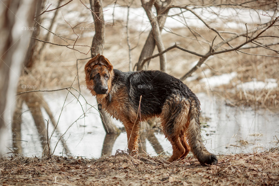 German shepherd 7-th months old puppy in a spring forest 