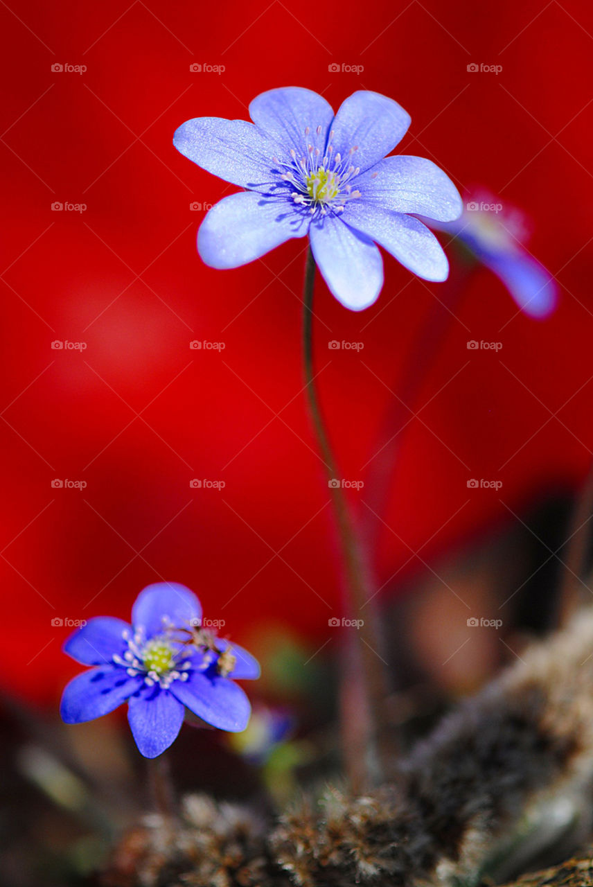 First spring flower - blue anemone on red wall background