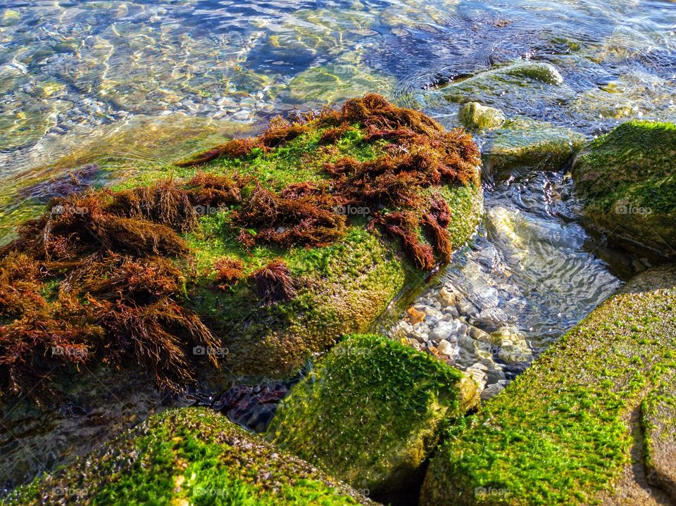 Large stones overgrown with seaweed. Clear sea, small waves and ripples of water. Reflection in the water. Sunny day.