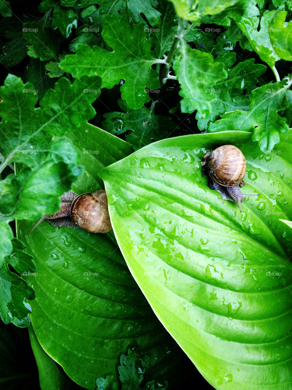 SNAILS AFTER THE RAIN