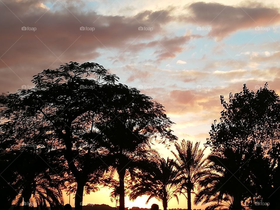 Palm trees and sunset