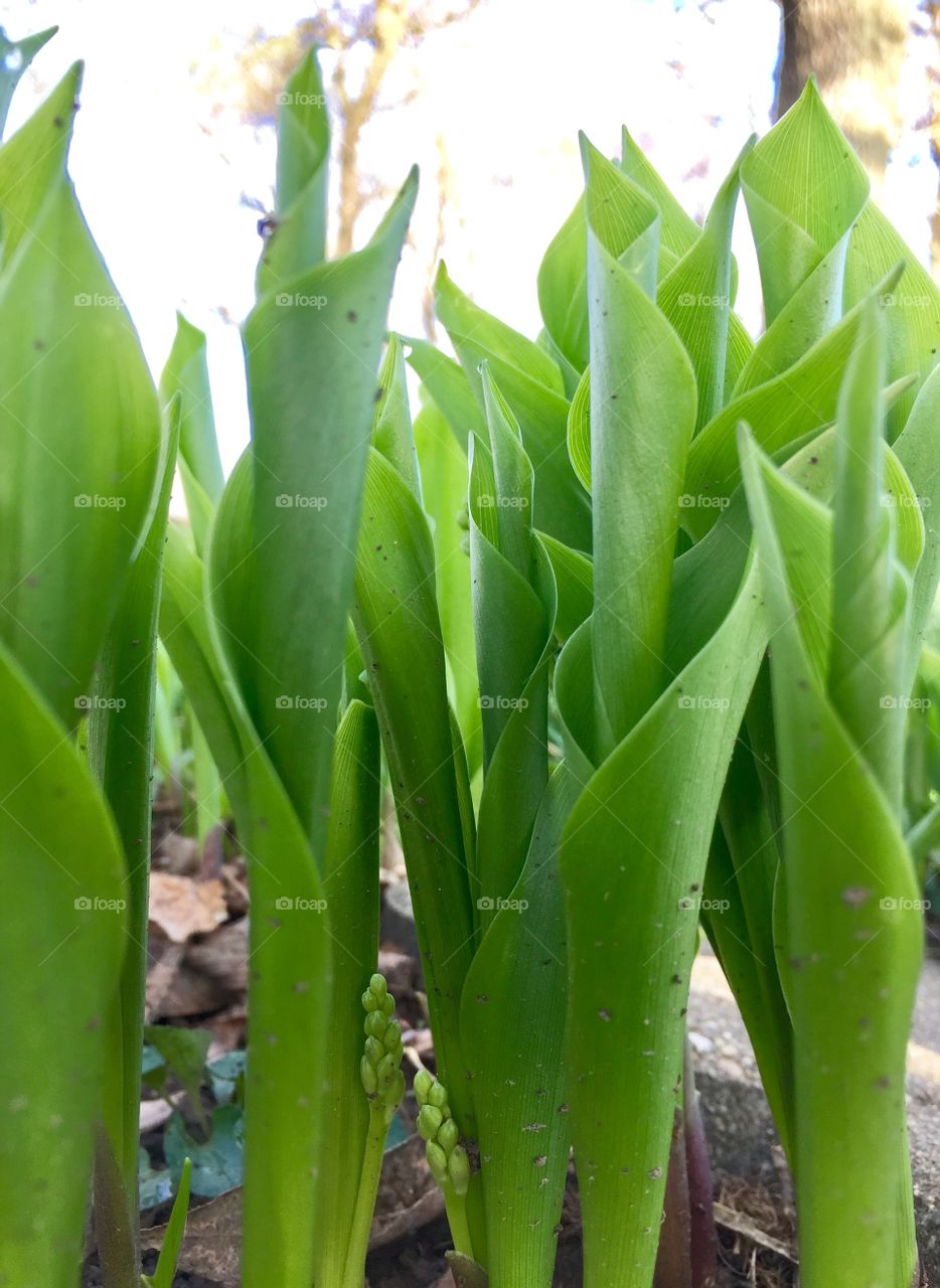 Lily of the Valley Shoots