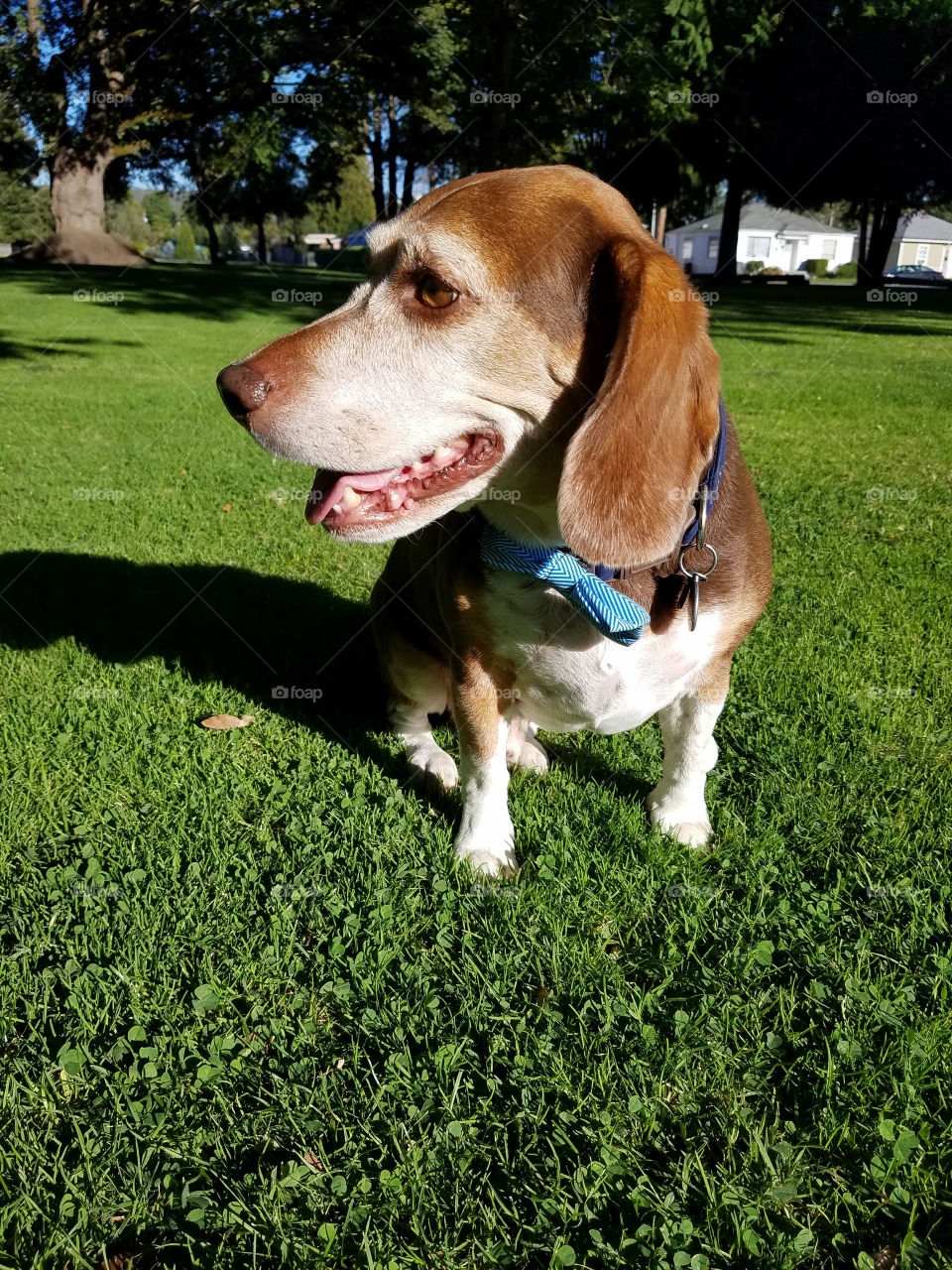 Eko is happy to be at the park even if mom made him sit for a picture