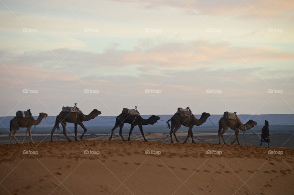 A man leads camels across the sand dunes at Morocco