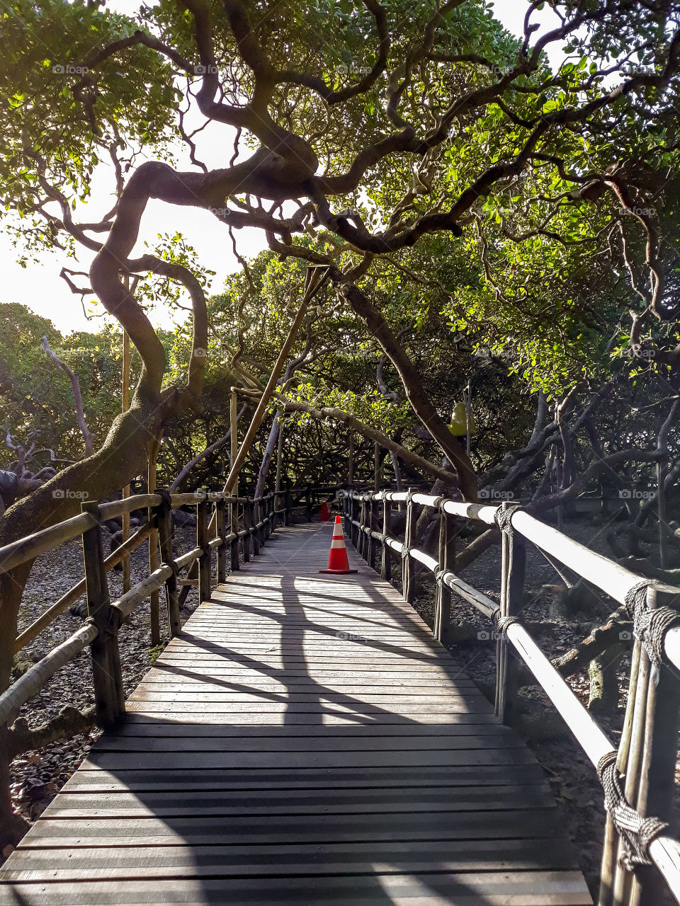 The largest cashew tree in the world with 9,000 square meters of floor space. Located in the city of Natal, Brazil.