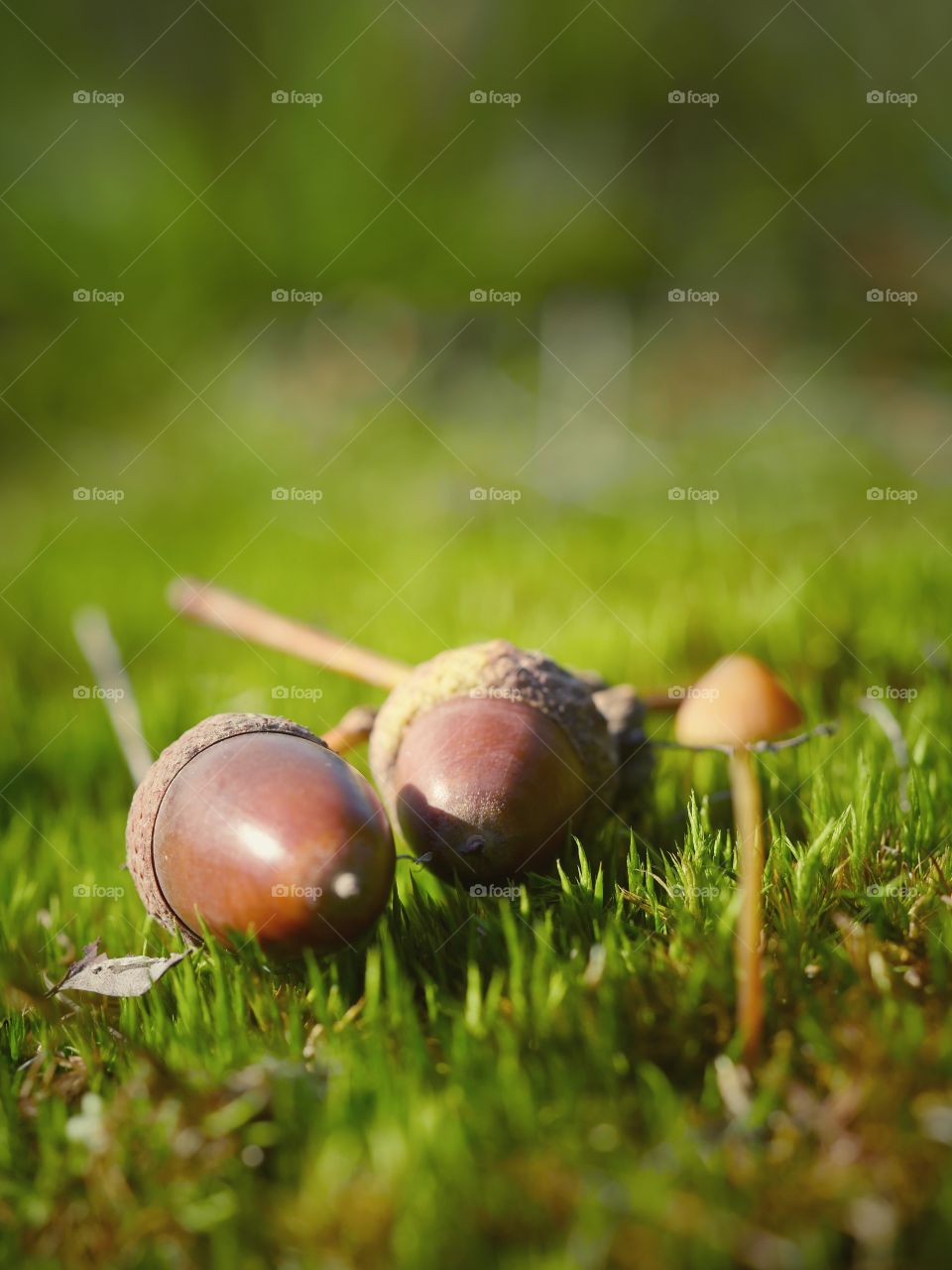 Close up of acorns and tiny mushroom