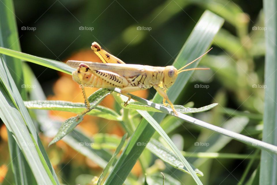 Locust in lemongrass 