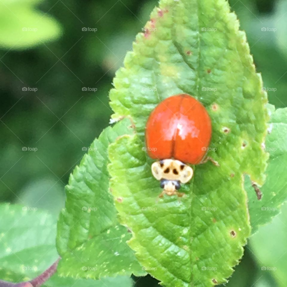 Red ladybird 
