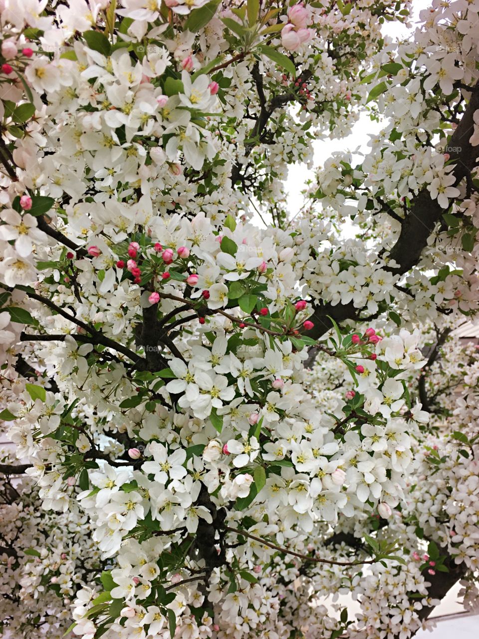 Apple tree bloom in spring 