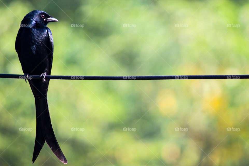 A best example of COMPOSITION technique.. A Black drongo Sat on a cable wire and focusing his eyes on the insect... My eyes focused that bird....#RULEOFTHIRDS #RULEOFODD #SUBJECTBG #BLURBACKGROUND #LEADINGLINES #CROPPING