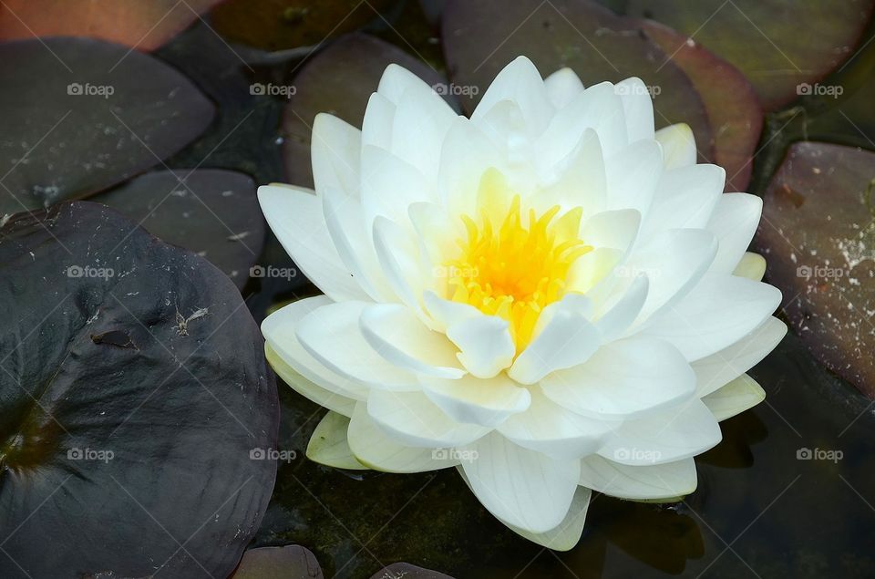 Water Lily