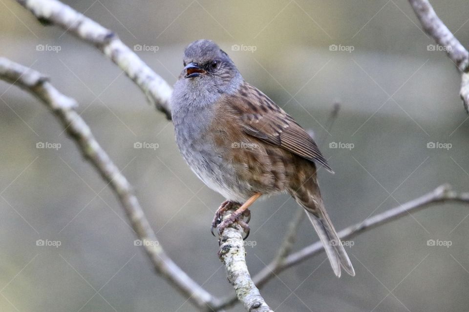 Dunnock 