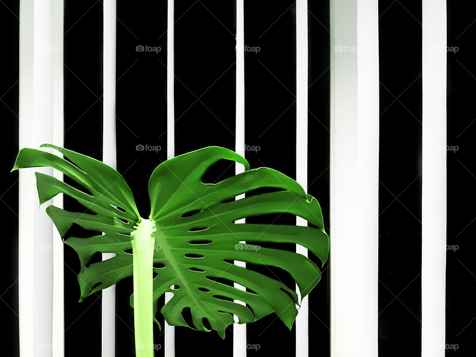 Green monstera leaf in front of a black and white striped background 