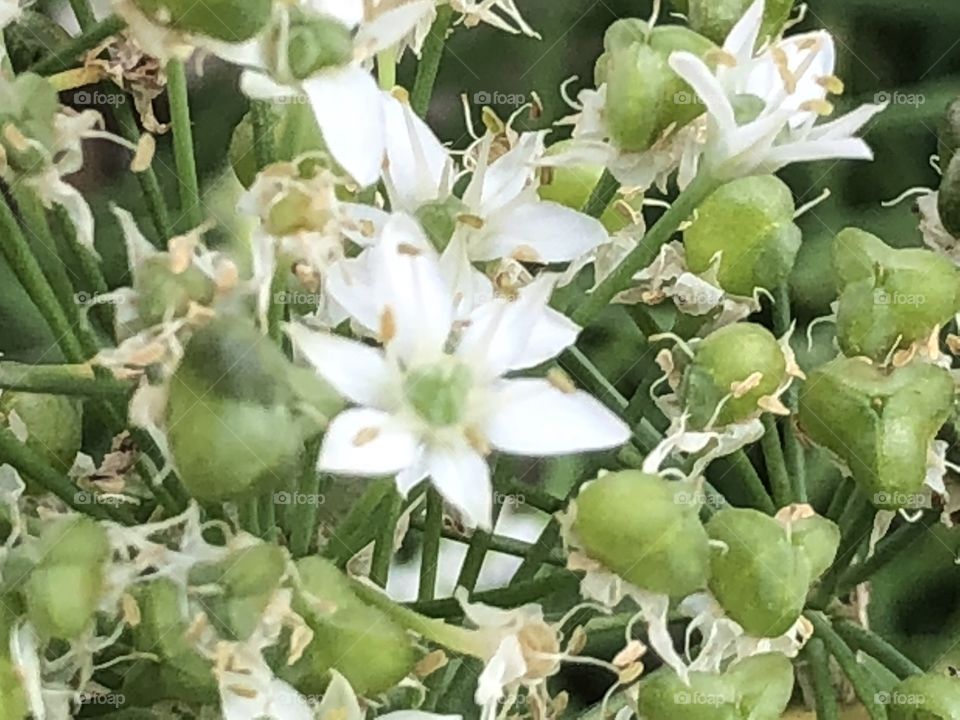 Lovely flowering plant 