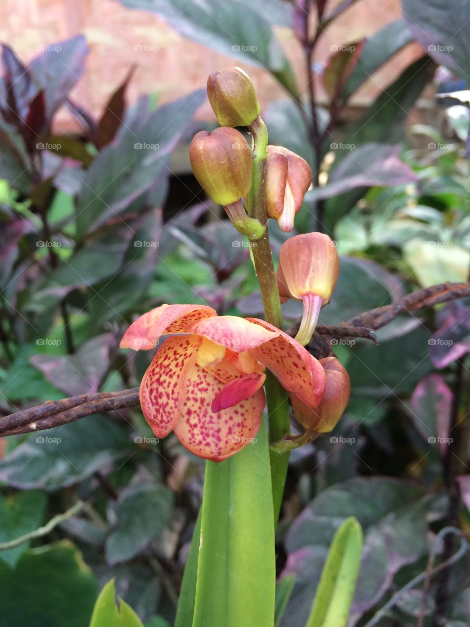 Organic orchids 