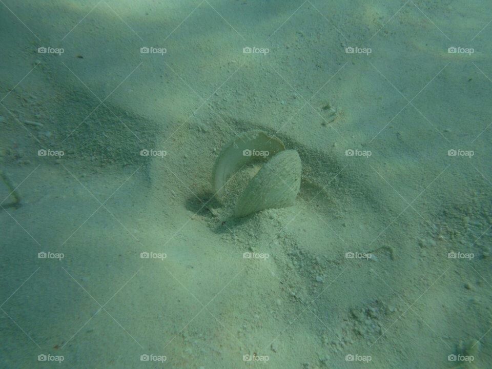Shells underwater at lagoon, Dominican Republic 