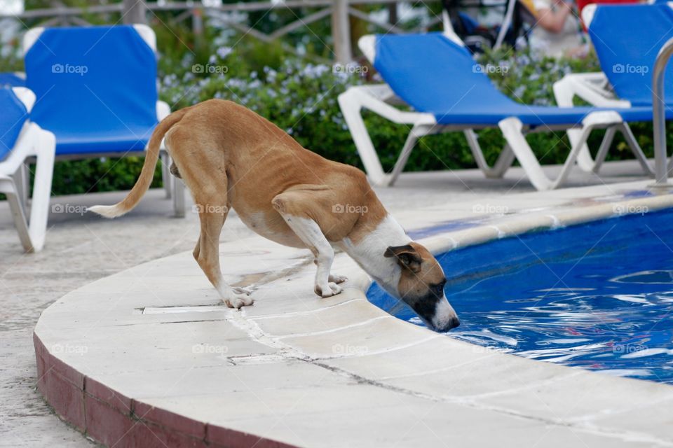 Thirsty dog. Holidays in Cuba