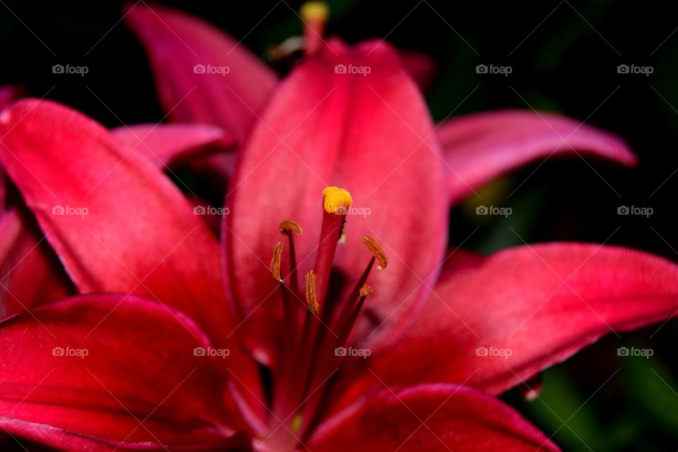 macro red flower