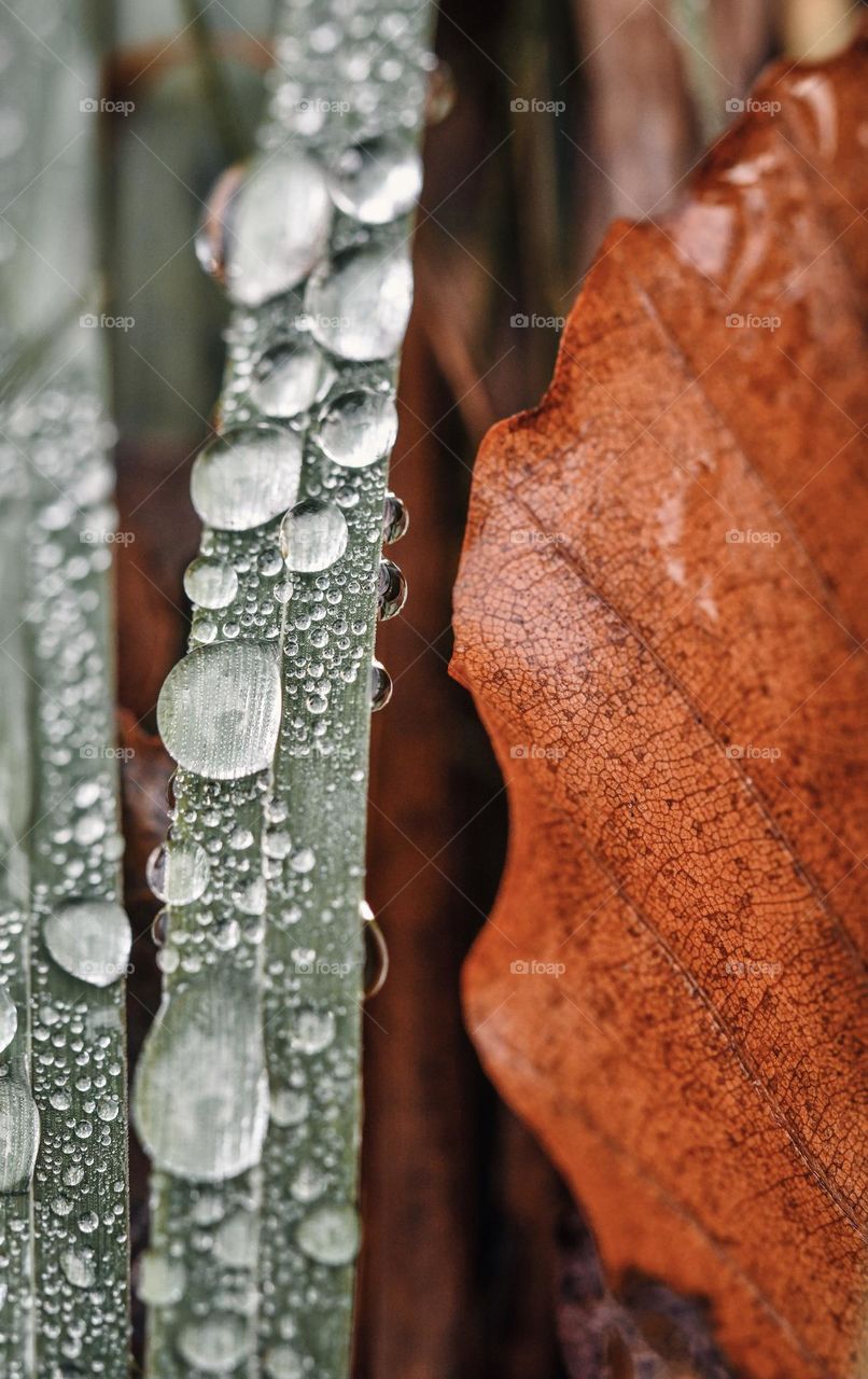 Macro of autumn leaf and water drops