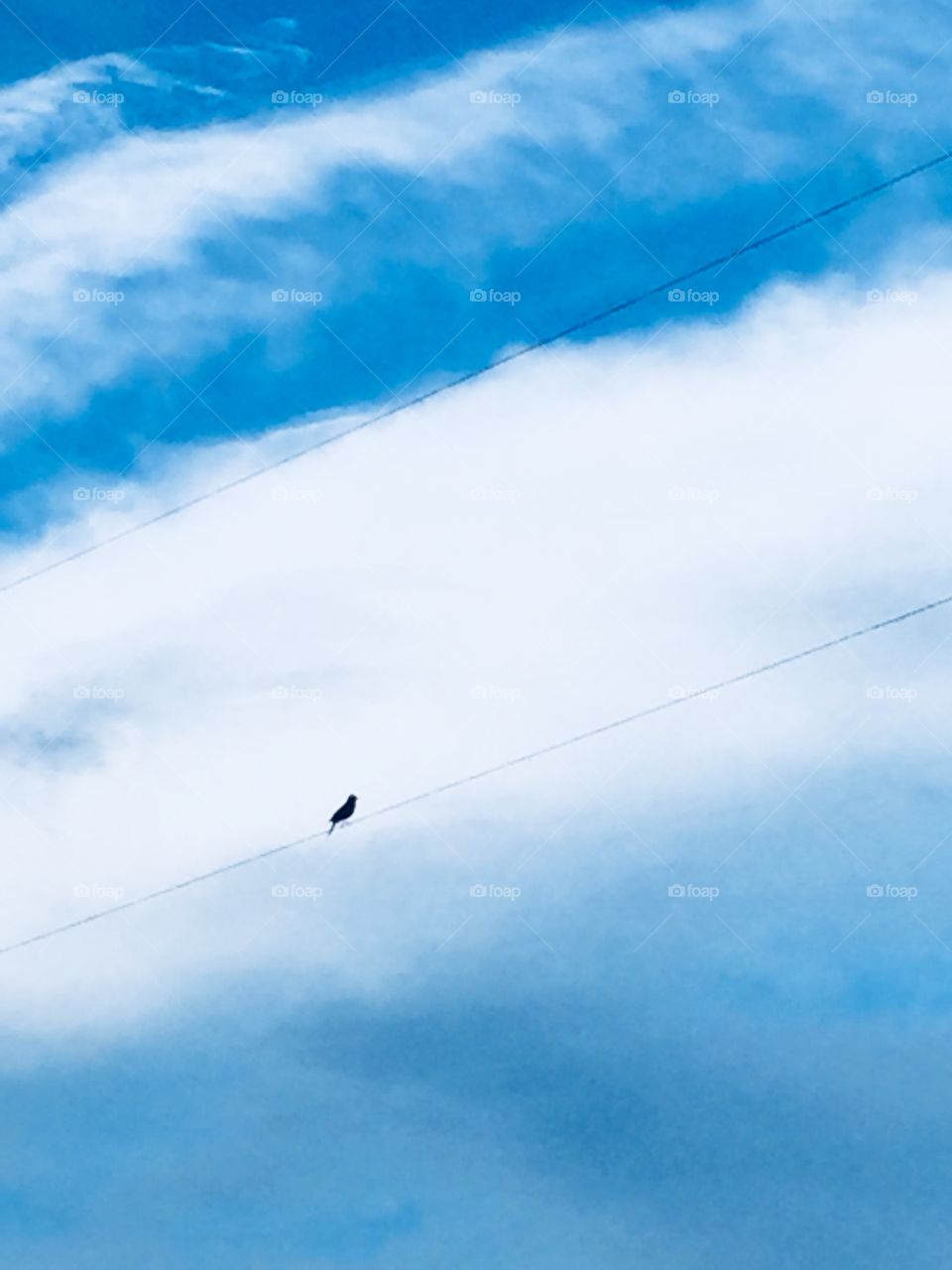 Silhouette of a bird on a wire, wires running parallel to streaks of white clouds against a bright blue sky