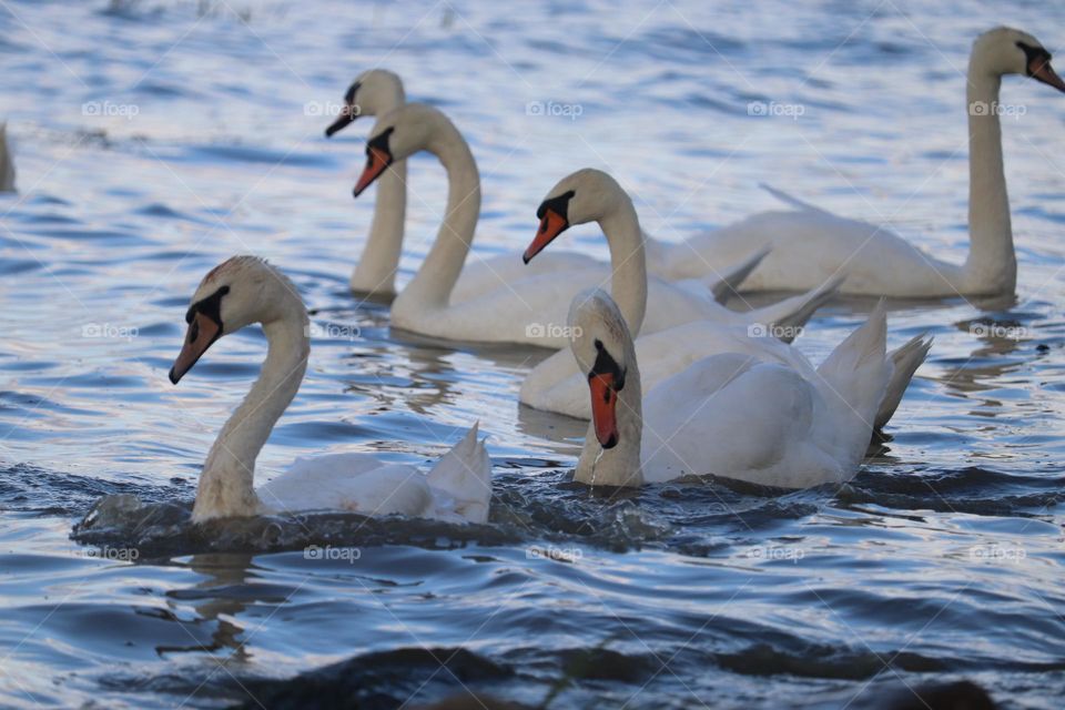 Flock of swans