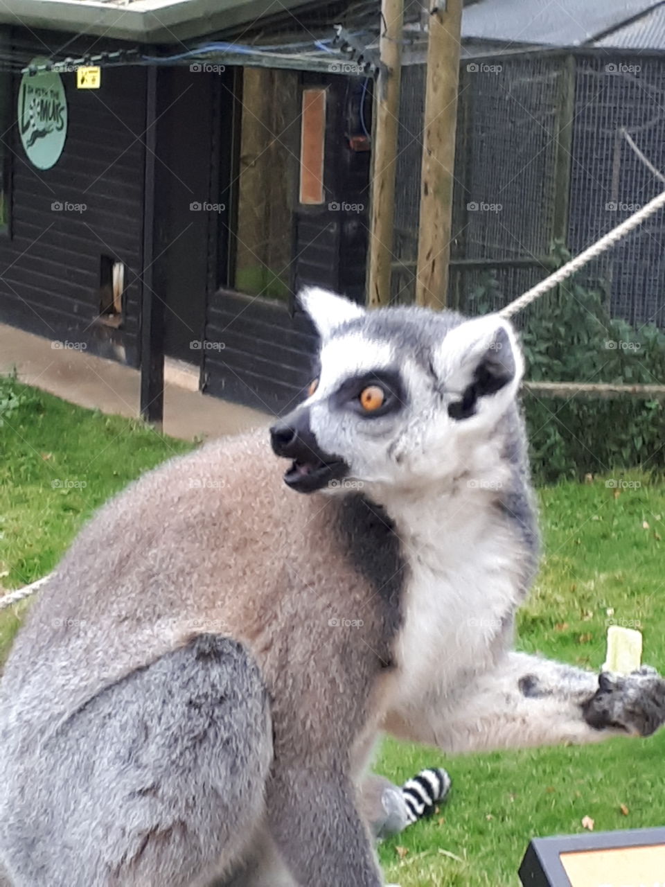 Mammal, Animal, Wildlife, Portrait, Zoo