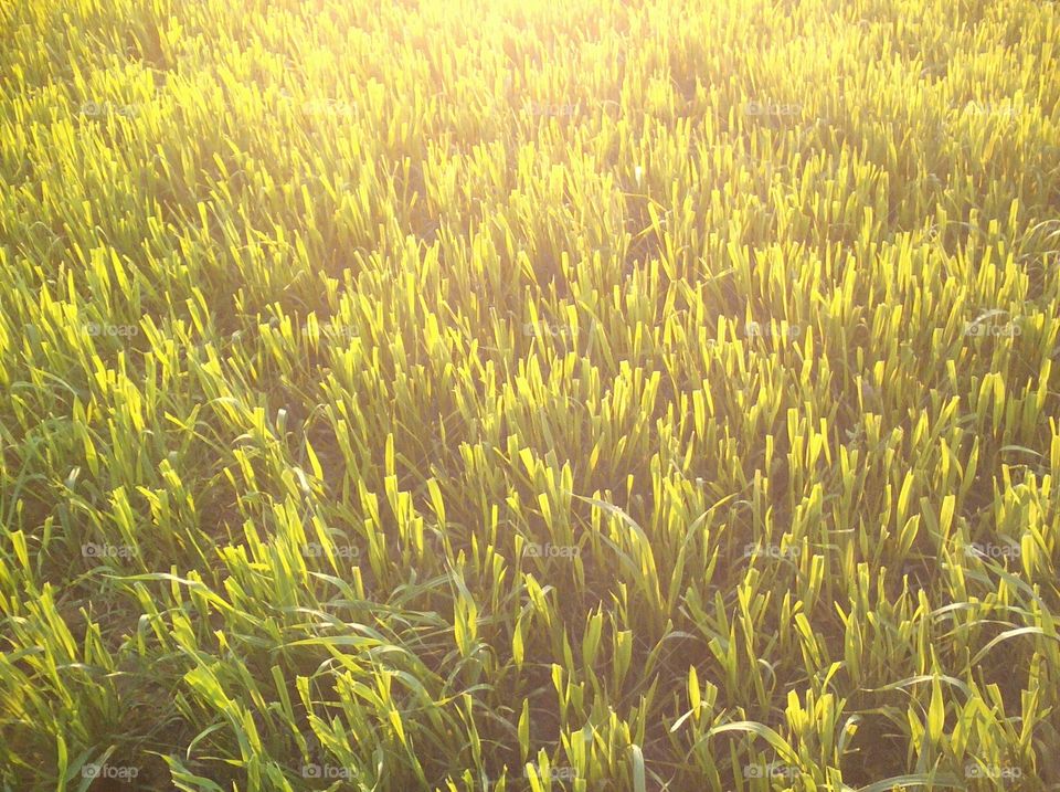 Crop after cutting