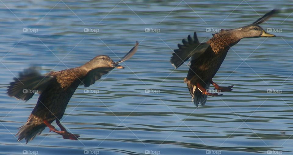 Two Ducks Landing in Synchrony