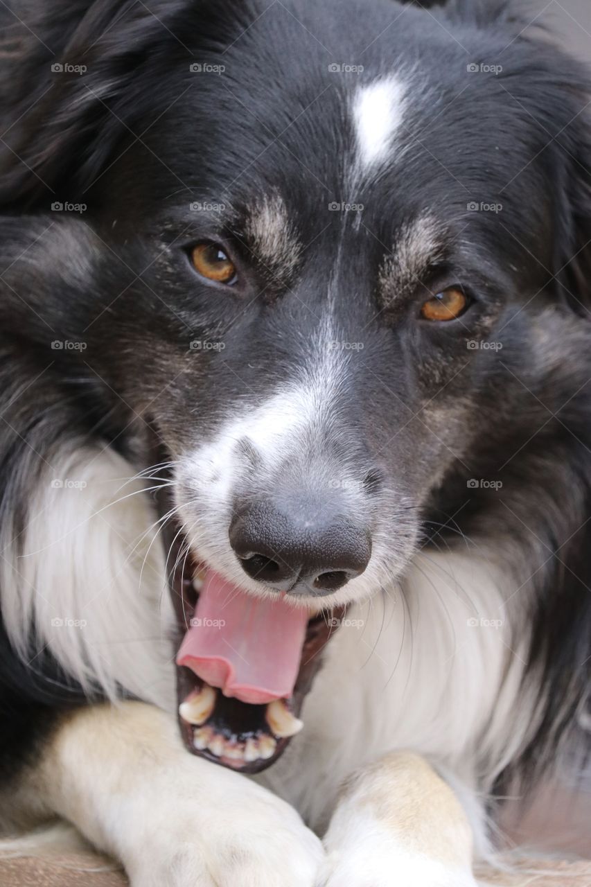 Border Collie Sheepdog funny face headshot close-up