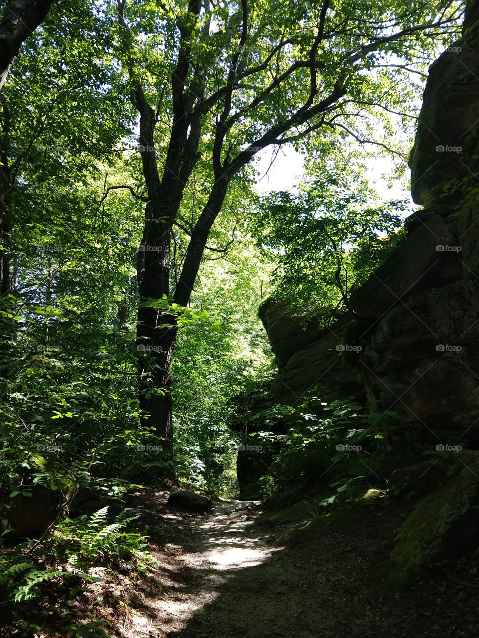 path through dark forest