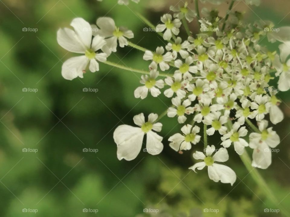 Floral nature's basket