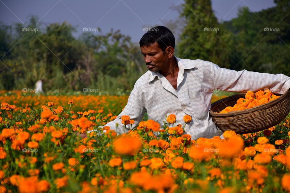 Farmer cultivating flowers from the field