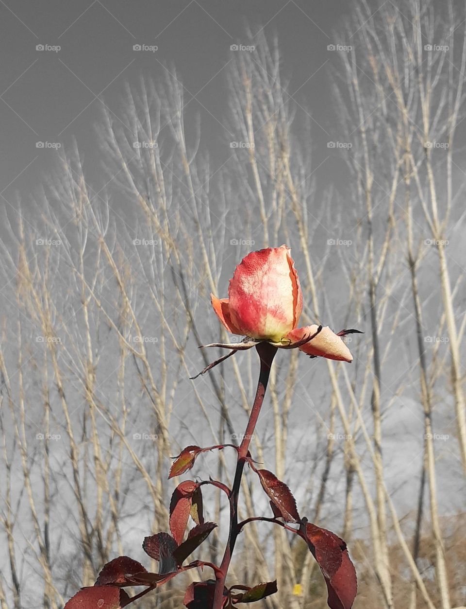 la soledad y la rosa