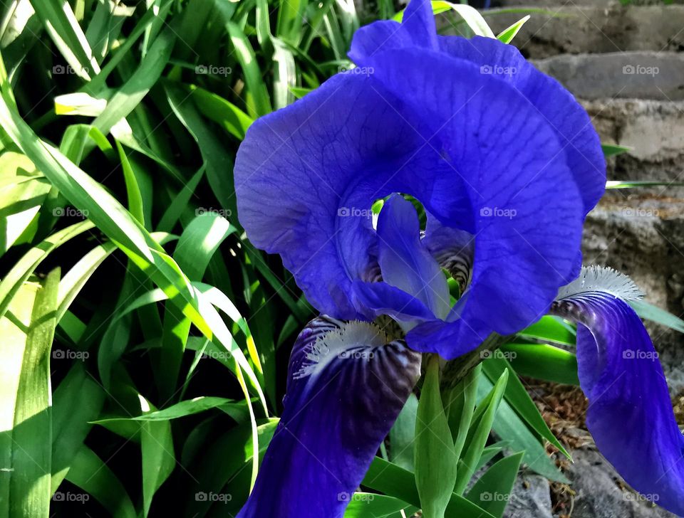 Summer's beautiful nature