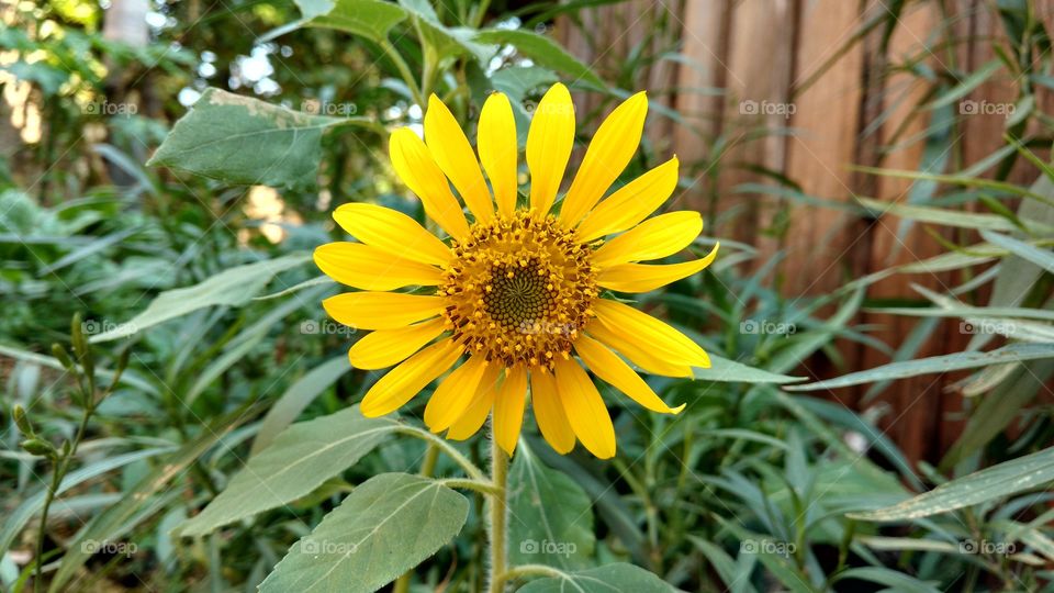 tão simples de girassol