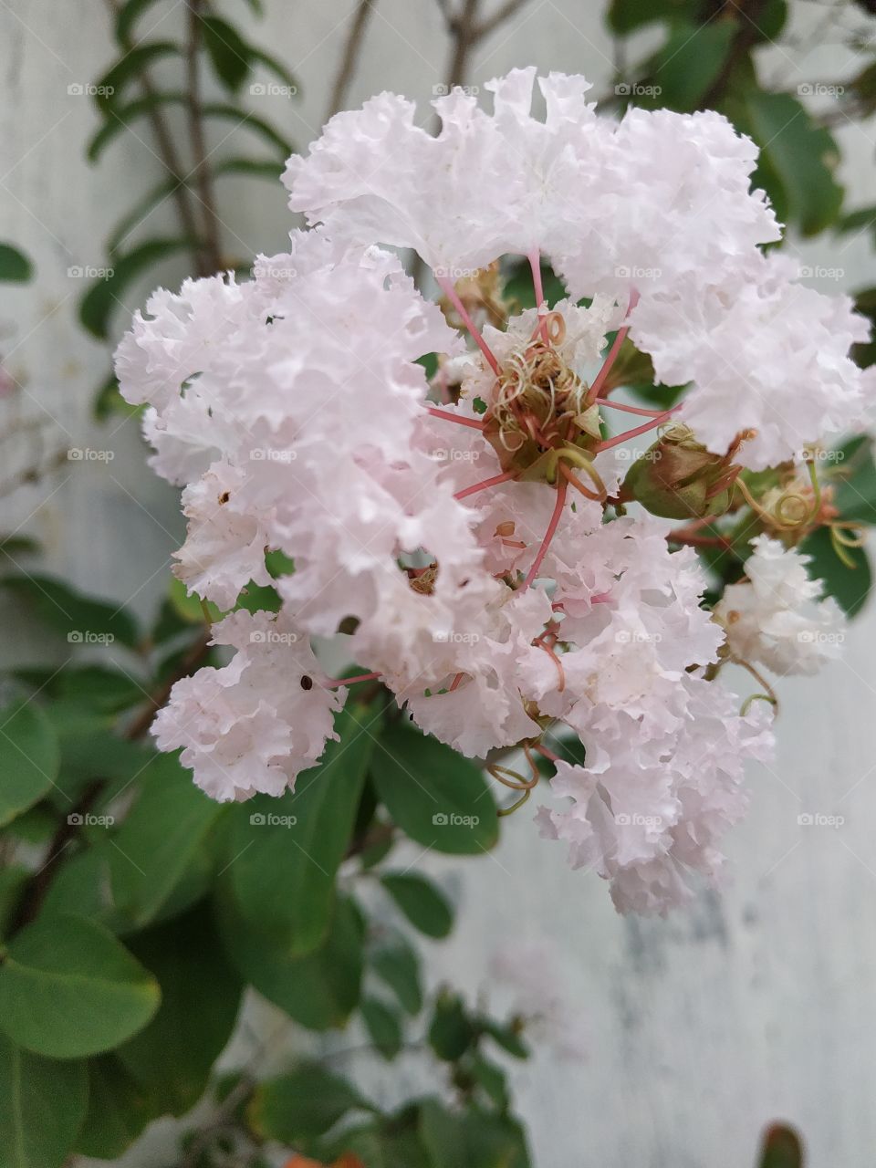 beautiful little pink flower
