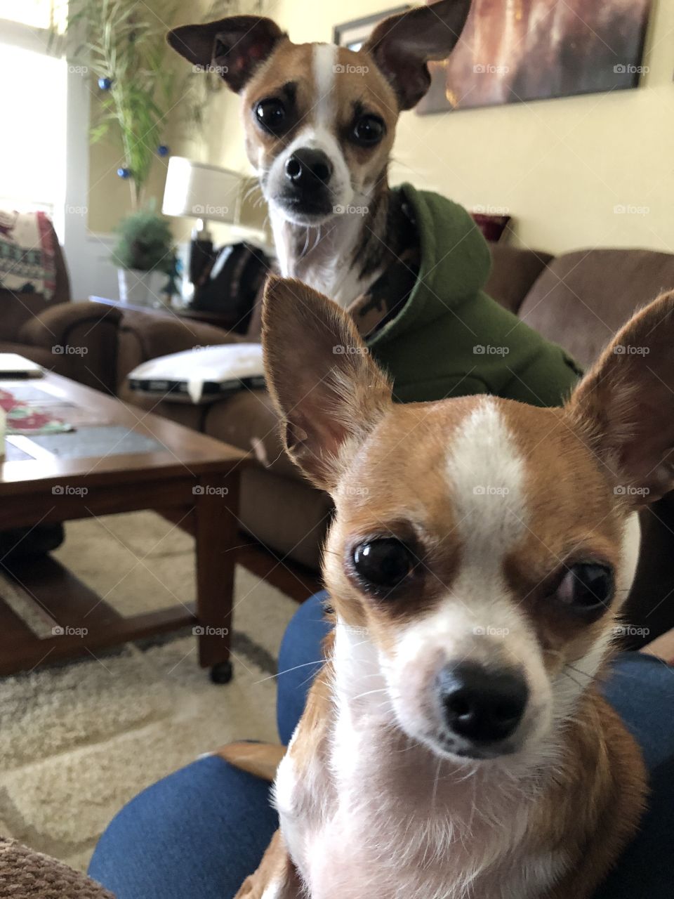 Chihuahua 