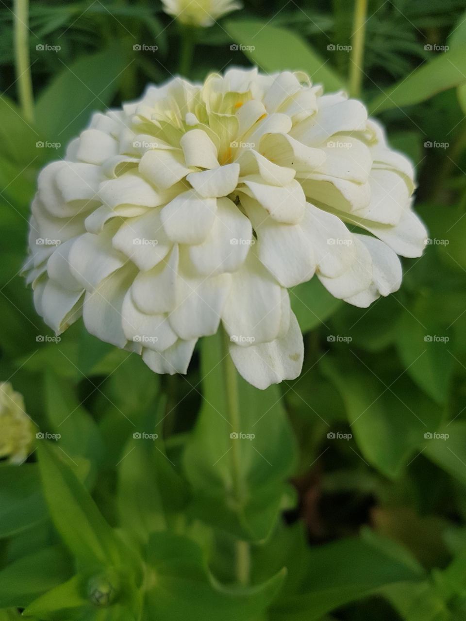 Zinnia in the garden
