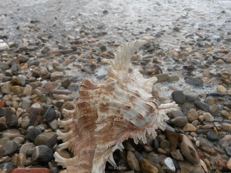 Conch on beach