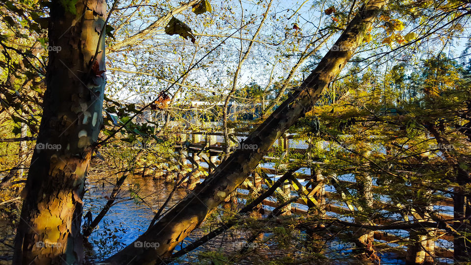 Tree, Wood, Leaf, Fall, Nature