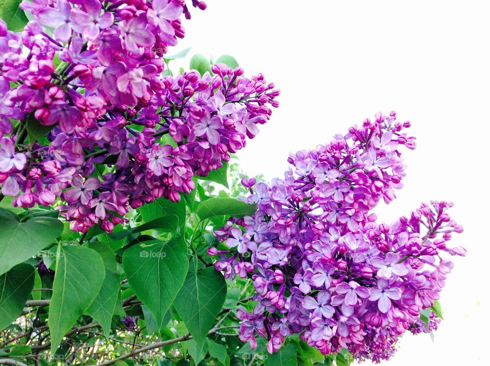 Close-up of beautiful purple flowers